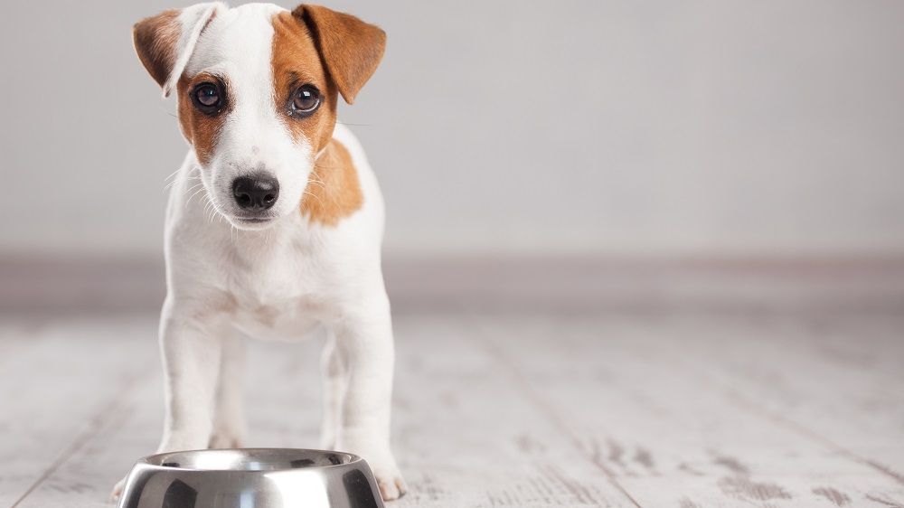 Groeigeld voor Britse start-up in hondenmaaltijden