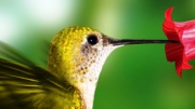 Hoe een kolibrie de wereld veranderde