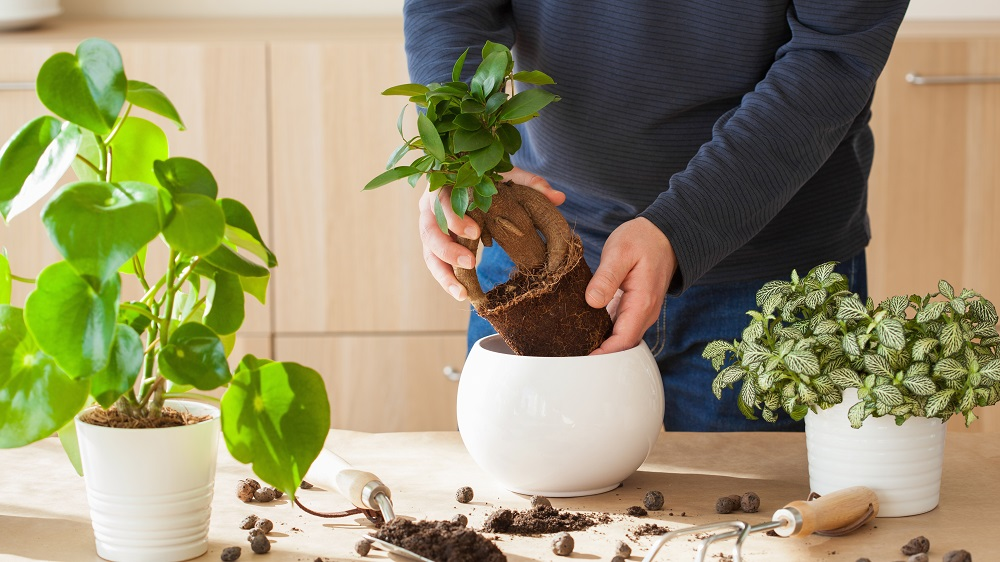 Oprichters Dekbed-Discounter lanceren plantenwebshop