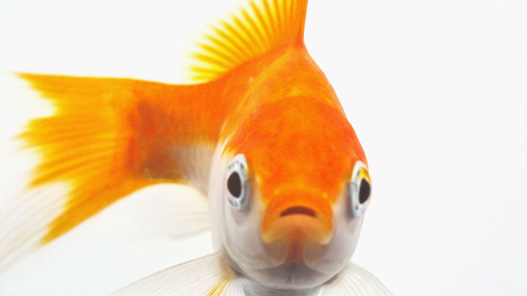Vang de goudvis: segmenteren en personaliseren