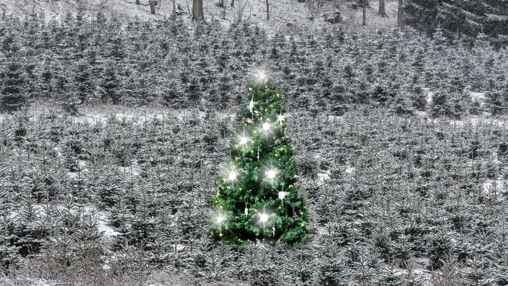 Picnic bezorgt kerstbomen in Duitsland 