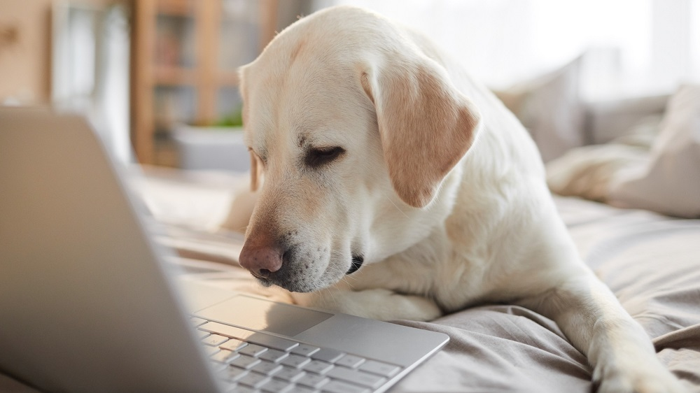PharmaPets heeft 10.000 abonnees in de Benelux